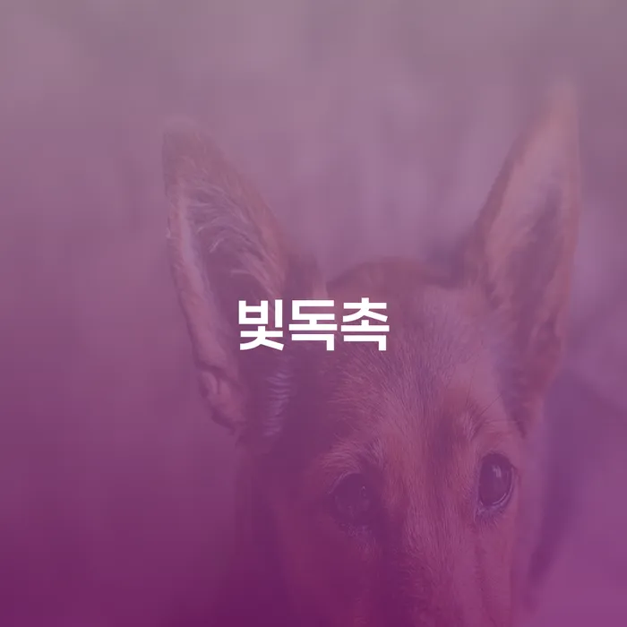 개인파산면책 개인파산 노하우들